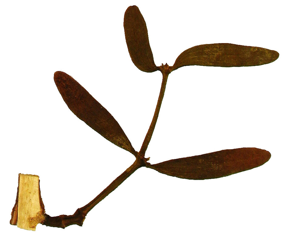 Flora exsiccata (öffnet Vergrößerung des Bildes)