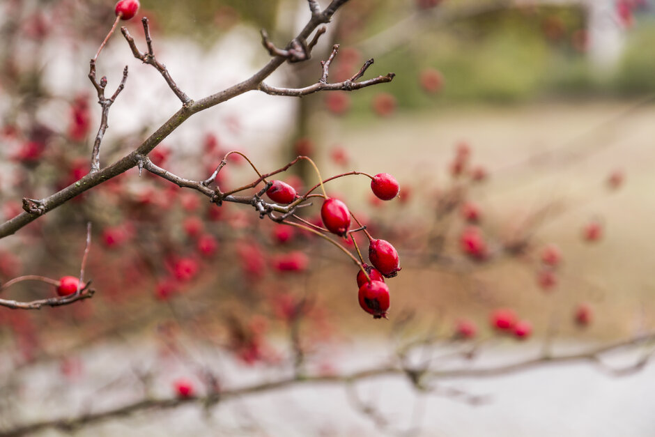 Ein Ast mit leuchtend roten Hagebutten