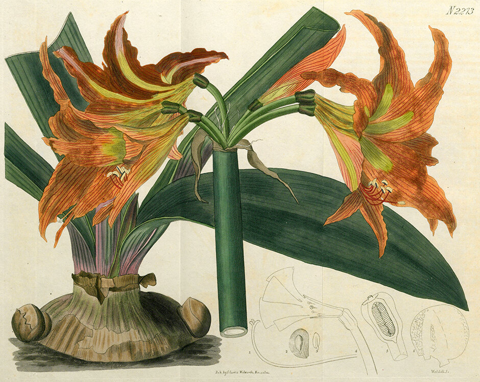 Hippeastrum pulverulentum (öffnet Vergrößerung des Bildes)