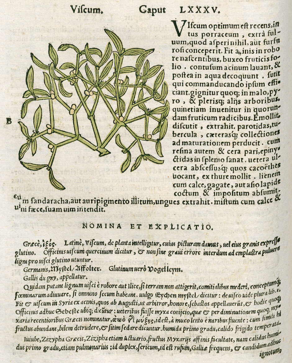 Pedanios Dioscurides: Pedanii Dioscoridis Anazarbei De Medicinali Materia (öffnet Vergrößerung des Bildes)