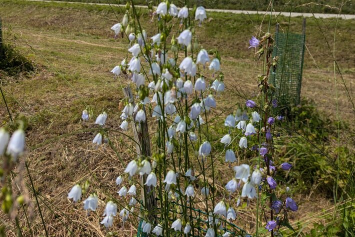 (öffnet Vergrößerung des Bildes)