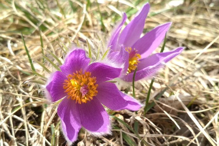 (öffnet Vergrößerung des Bildes)