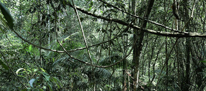 (öffnet Vergrößerung des Bildes)