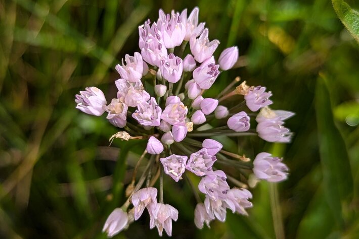 (öffnet Vergrößerung des Bildes)