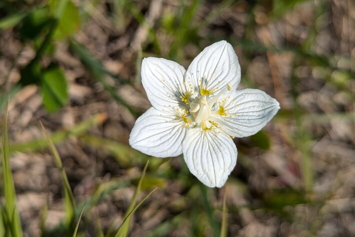 (opens enlarged image)