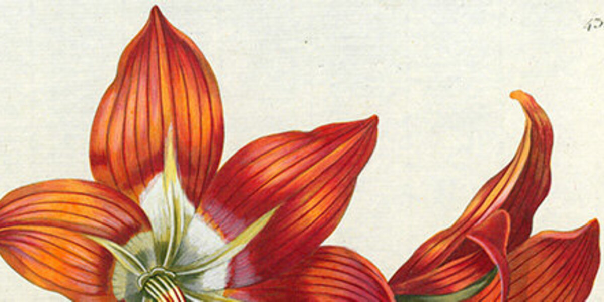 Amaryllis miniata vel Amaryllis equestris