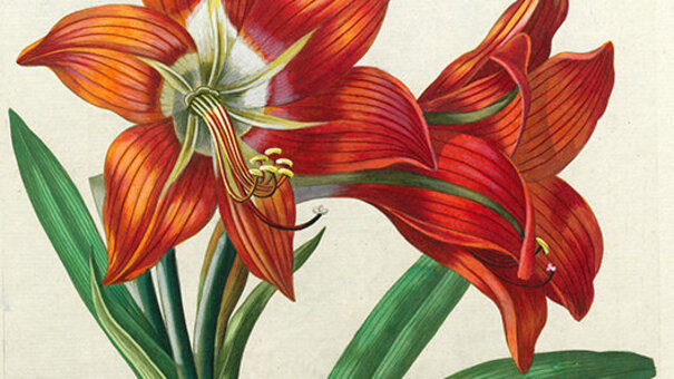 Amaryllis miniata vel Amaryllis equestris