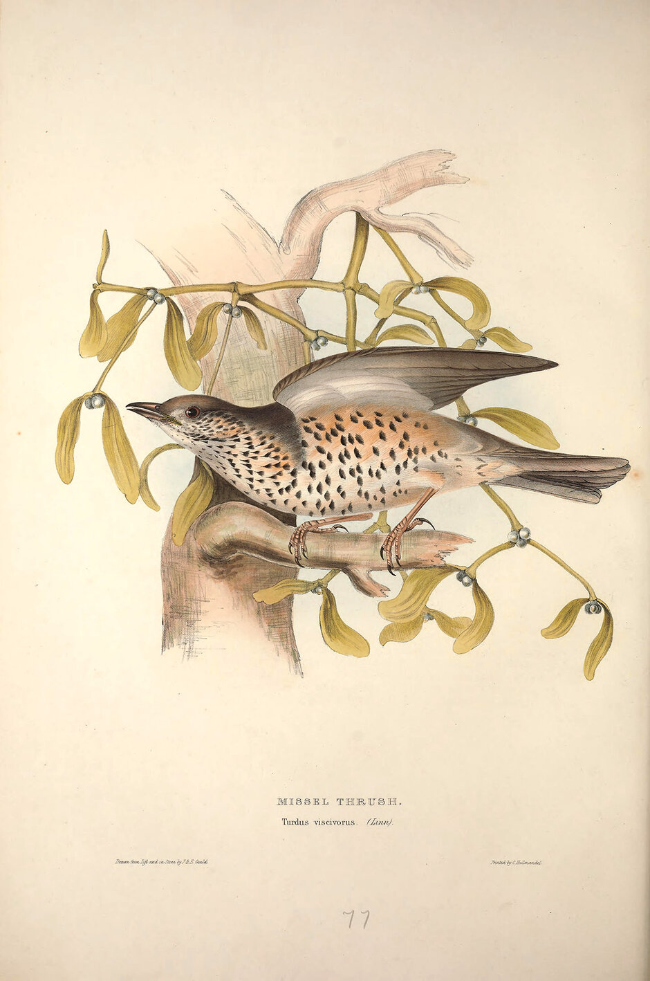 Missel Thrush, Turdus viscicorus [Misteldrossel] (öffnet Vergrößerung des Bildes)