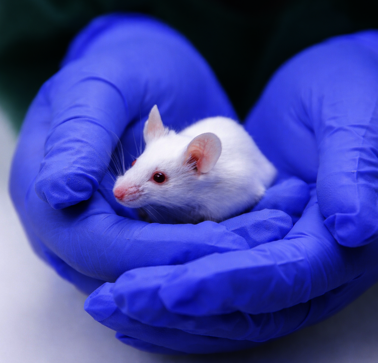 Maus in Hand mit Laborhandschuh