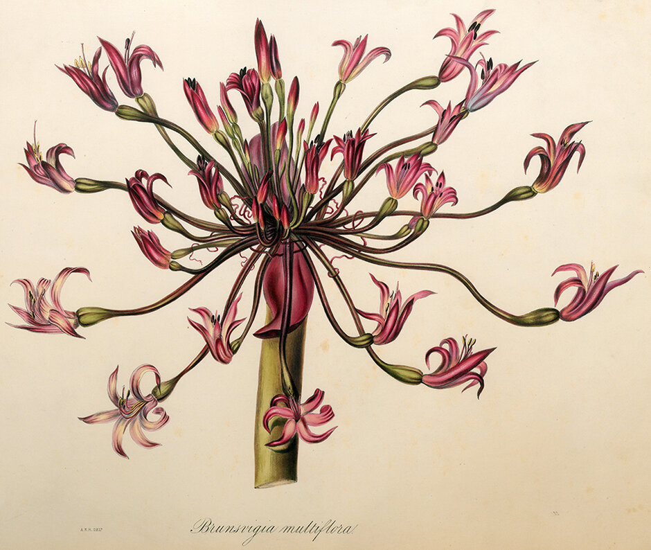 Brunsvigia multiflora (öffnet Vergrößerung des Bildes)