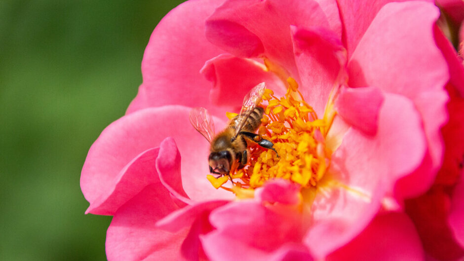 Eine Biene sucht Pollen und Nektar auf einer Rosenblüte. 