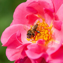 Eine Biene sucht Pollen und Nektar auf einer Rosenblüte. 