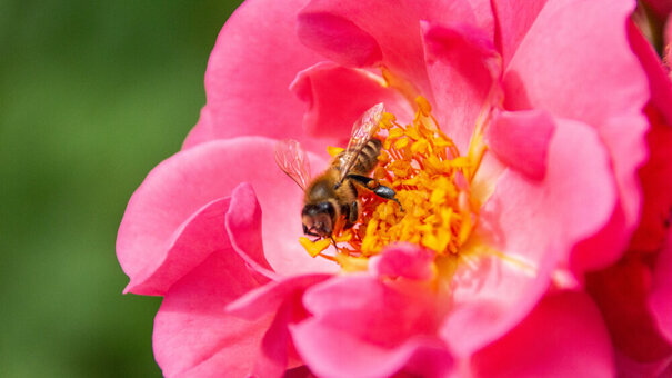 Eine Biene sucht Pollen und Nektar auf einer Rosenblüte. 