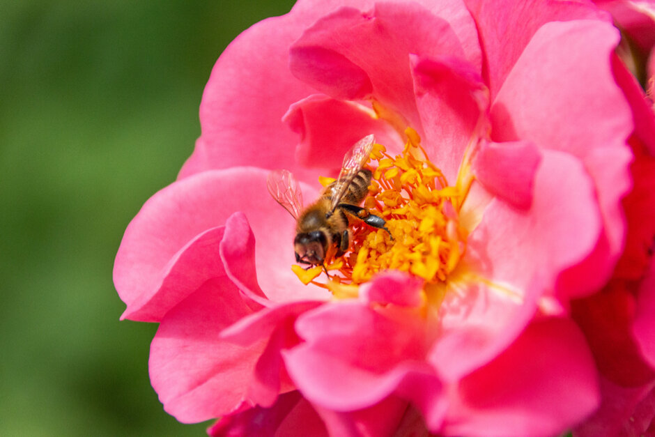 Eine Biene sucht Pollen und Nektar auf einer Rosenblüte. 