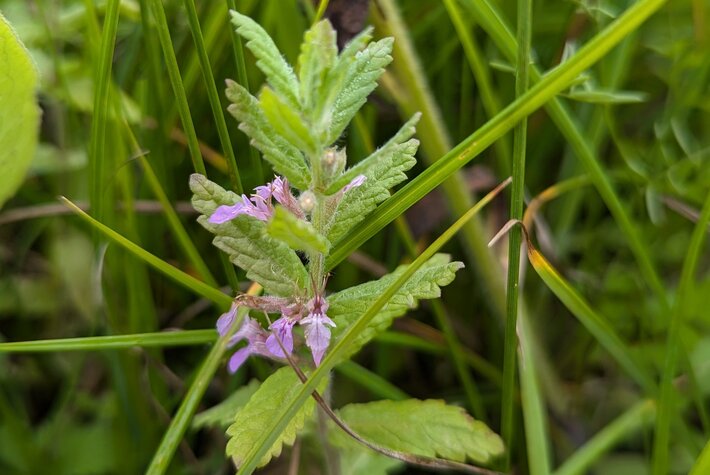 (öffnet Vergrößerung des Bildes)