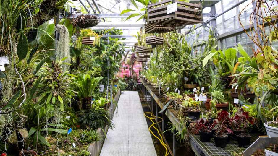 Blick in eines der Gewächshäuser des Botanischen Gartens der Universität Regensburg. (öffnet Vergrößerung des Bildes)