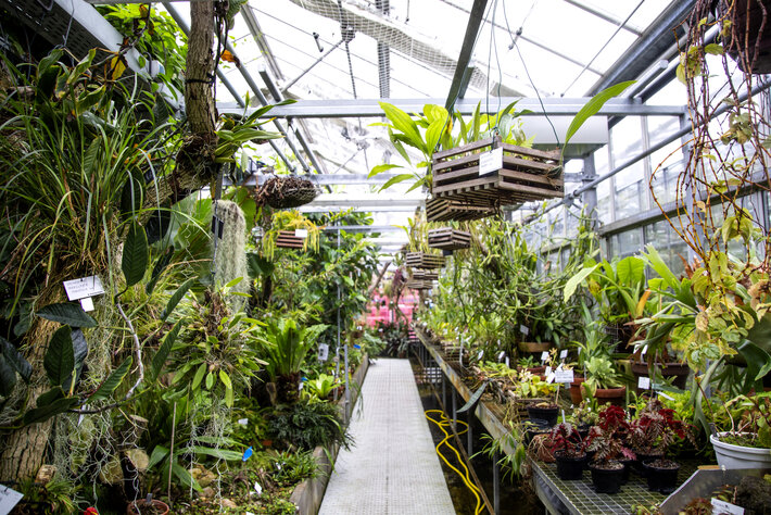 Blick in eines der Gewächshäuser des Botanischen Gartens der Universität Regensburg. (öffnet Vergrößerung des Bildes)