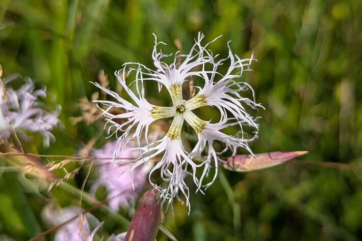 (öffnet Vergrößerung des Bildes)