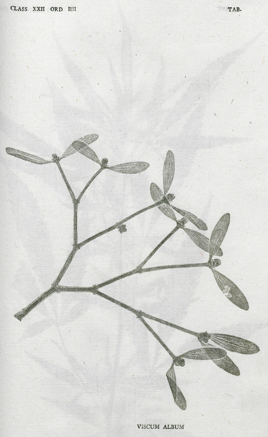 Johann Mayr: Deutschlands Flora in schwarzen Abdrücken von den Pflanzen selbst (öffnet Vergrößerung des Bildes)
