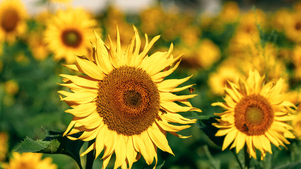 Ein großes Beet voller Sonnenblumen wird von einer Biene besucht. Im Hintergrund ist das Sammelgebäude der Universität Regensburg zu sehen.
