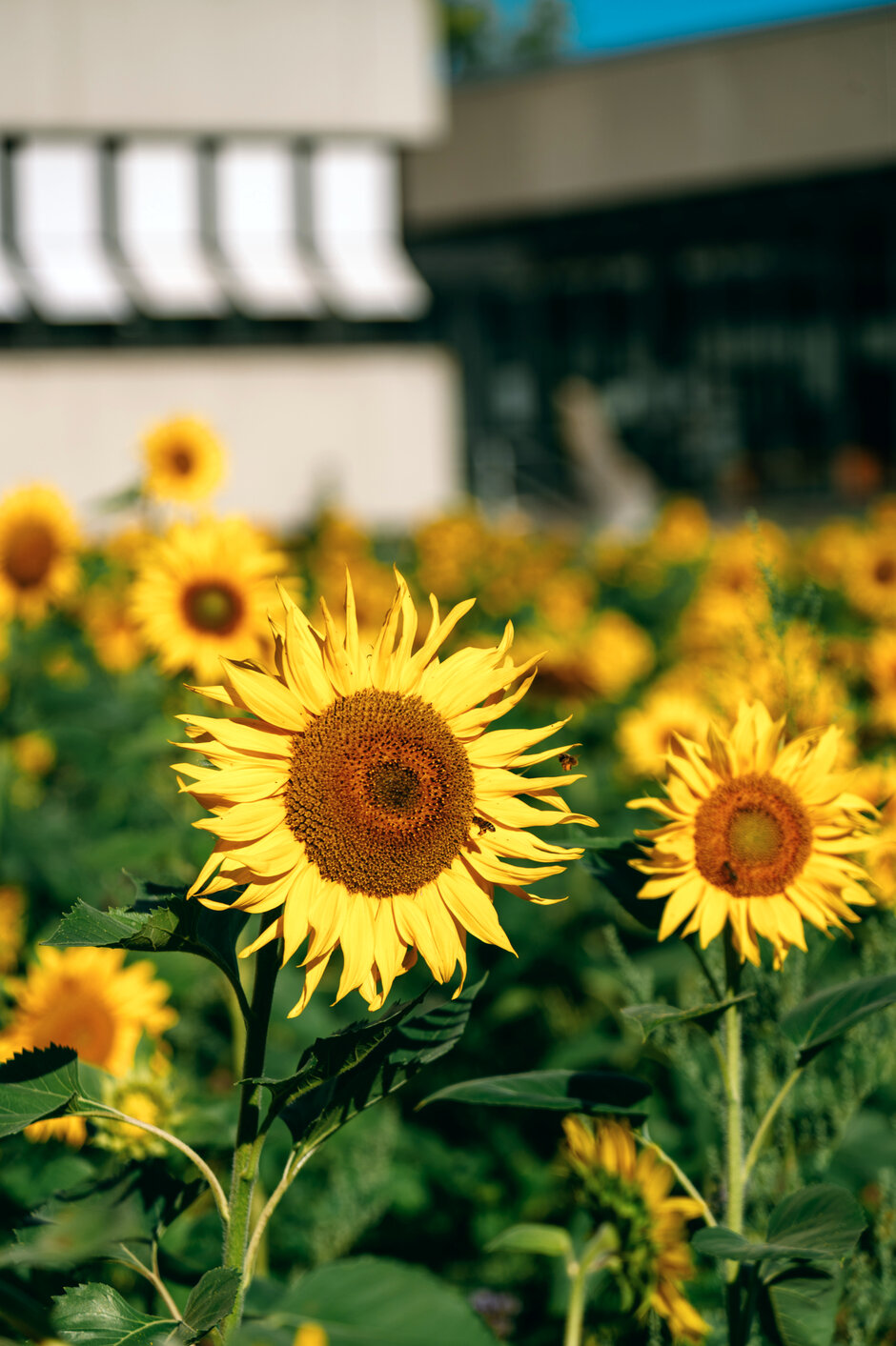 Ein großes Beet voller Sonnenblumen wird von einer Biene besucht. Im Hintergrund ist das Sammelgebäude der Universität Regensburg zu sehen.