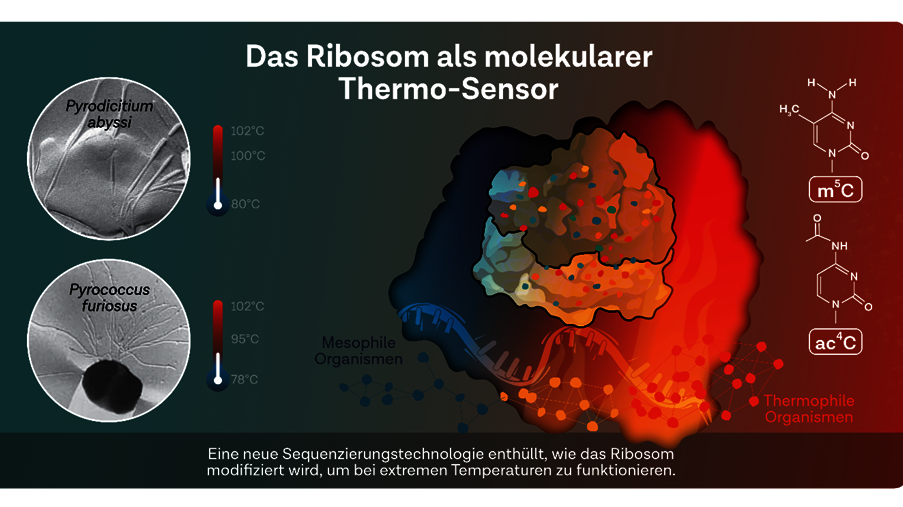 [Translate to English:] Schematische Darstellung eines Ribosoms