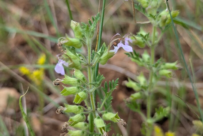 (öffnet Vergrößerung des Bildes)