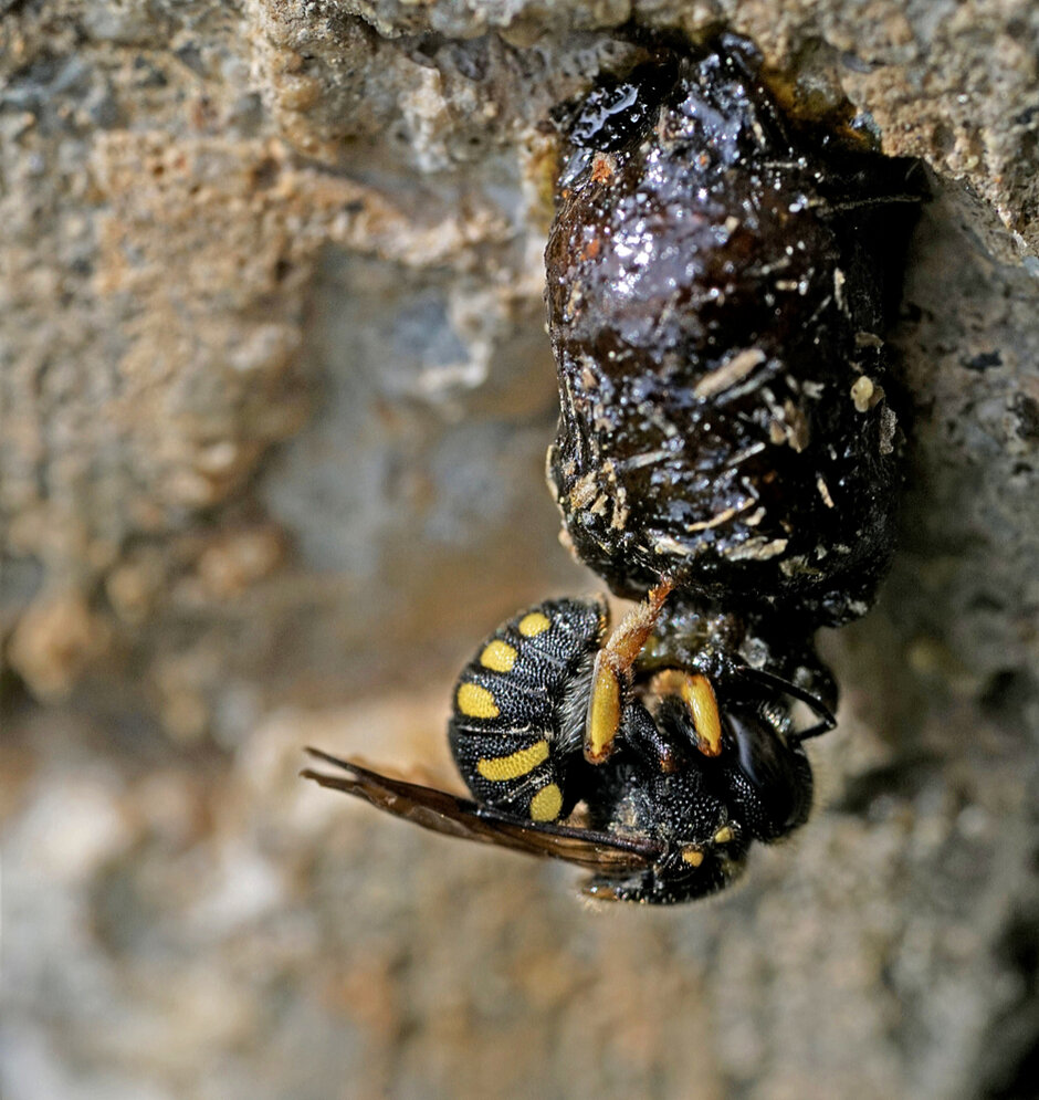 Ein geflügeltes, gelb-schwarz gebändertes Insekt hängt unter einem klebrigen schwarzen Pfropfen, der an einer Felswand klebt.