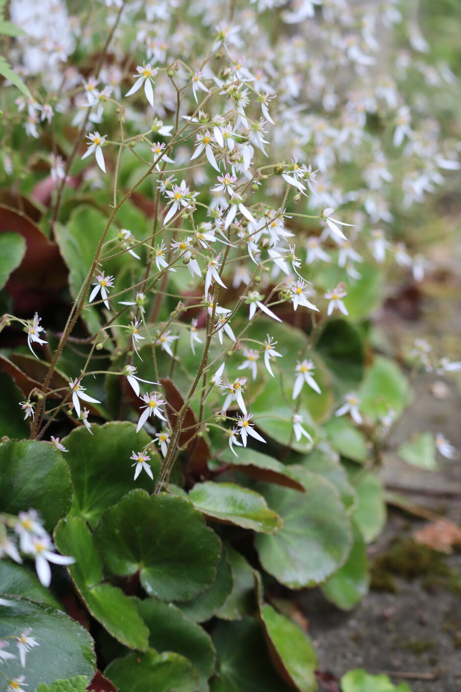 (öffnet Vergrößerung des Bildes)