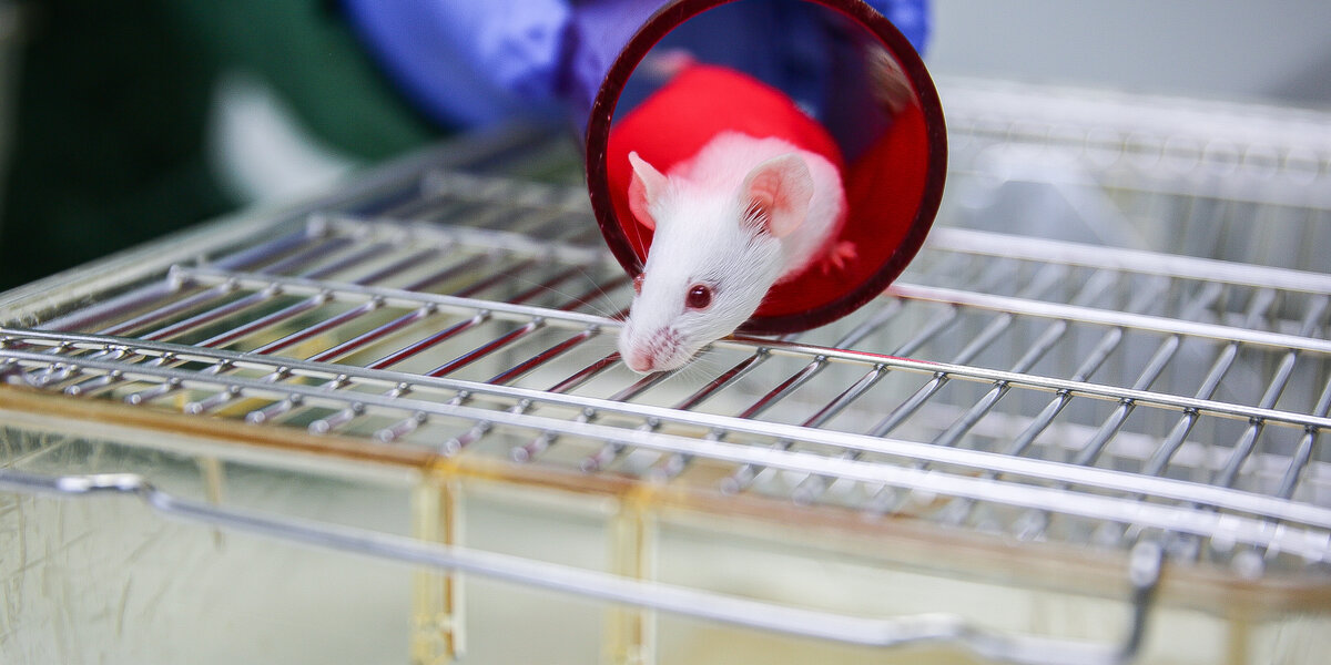 Weiße Maus in einem roten Tunnel auf einem Käfiggitterdeckel