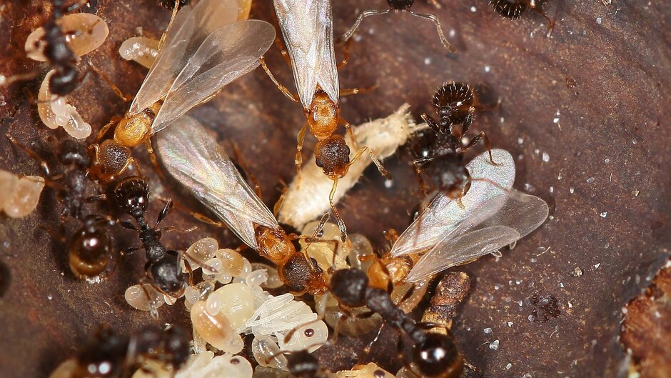 Nahaufnahme von Ameisen 