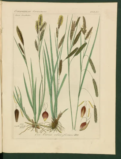 „Carex erythrostachys Hoppe“ (Rotährige Segge) und „Carex claviformis Hoppe“ (Keulenförmiges Riedgras) (öffnet Vergrößerung des Bildes)