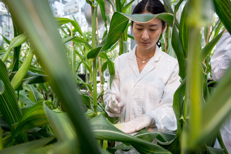 Eine Frau in einem weißen Laborkitteln und mit weißen Einmalhandschuhen hält eine Sprühflasche über einen Bereich einer großen grünen Pflanze