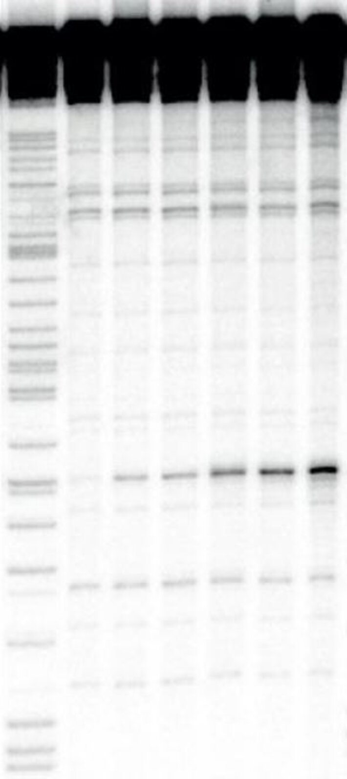 (öffnet Vergrößerung des Bildes)