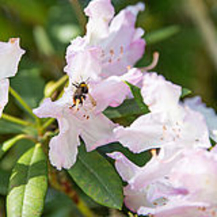 (öffnet Vergrößerung des Bildes)