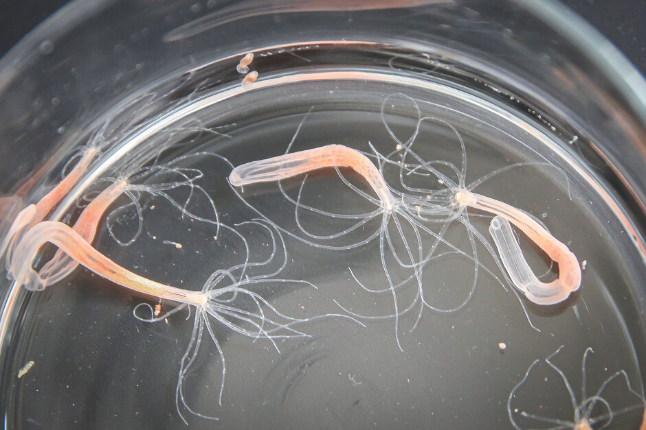 Drei Seeanemonen in der Petrischale