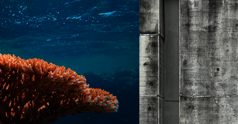 Eine Bild-Collage aus rötlichen Korallen im türkisblauen Meer und einer Betonfläche. (externer Link, öffnet neues Fenster)