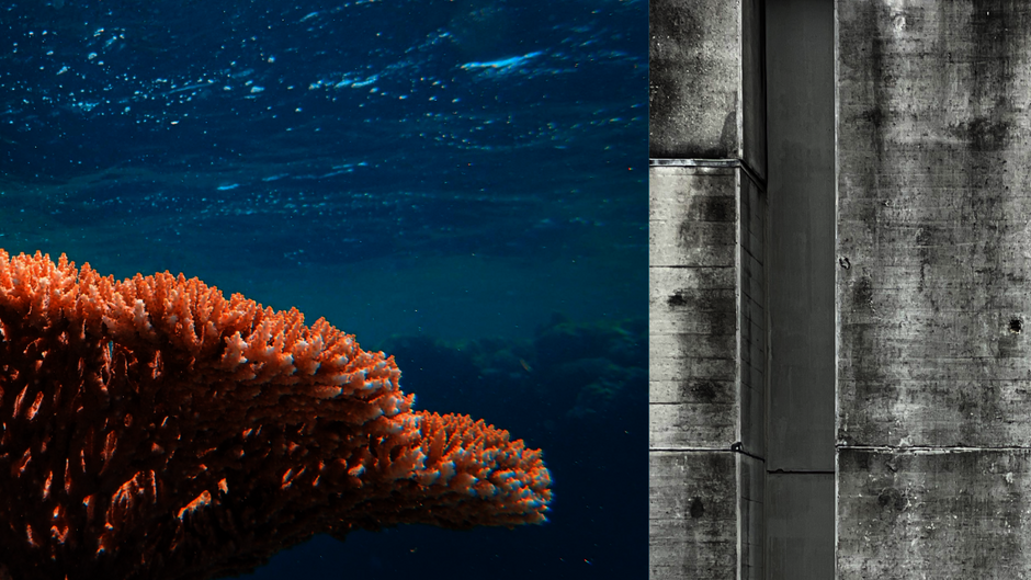 Eine Bild-Collage aus rötlichen Korallen im türkisblauen Meer und einer Betonfläche.