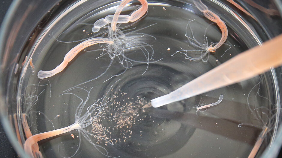 Artemien, die durch eine Pipette in das Becherglas mit Seeanemonen gespritzt werden