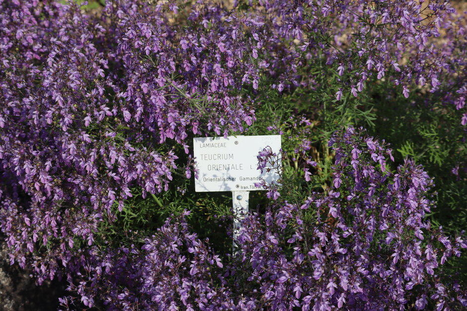 (öffnet Vergrößerung des Bildes)