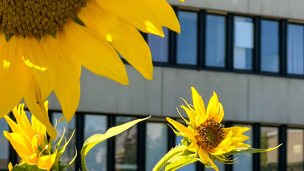 Sonnenblumen auf der Blühwiese vor dem Sammelgebäude am Campus der Universität Regensburg