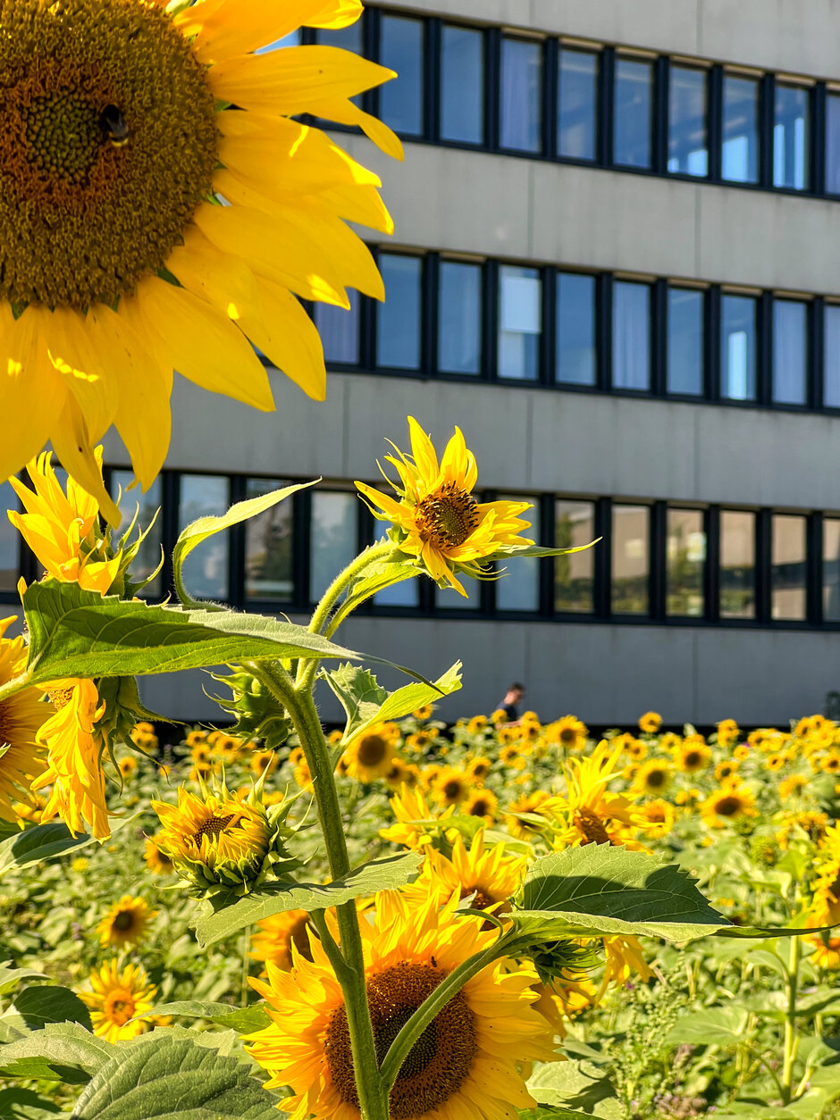 Sonnenblumen auf der Blühwiese vor dem Sammelgebäude am Campus der Universität Regensburg
