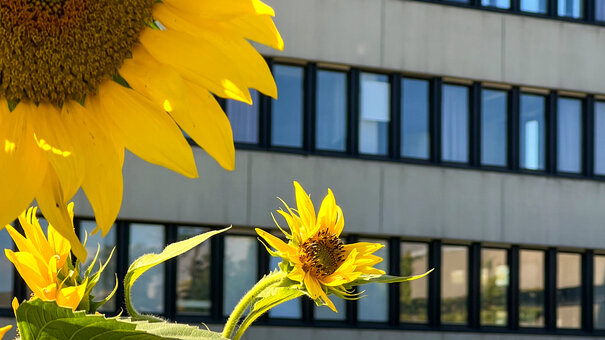 Sonnenblumen auf der Blühwiese vor dem Sammelgebäude am Campus der Universität Regensburg