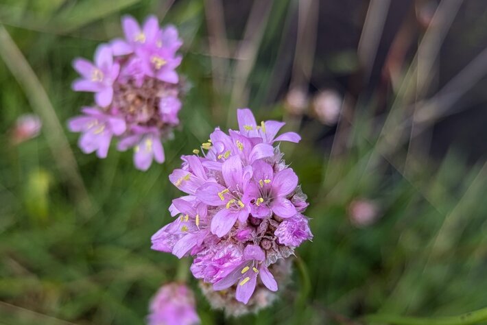 (öffnet Vergrößerung des Bildes)