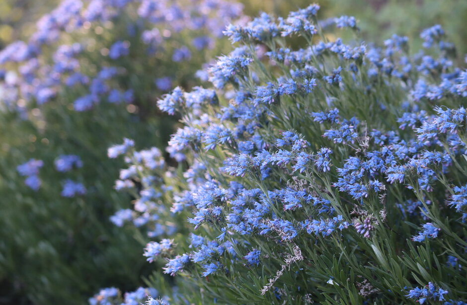 (öffnet Vergrößerung des Bildes)