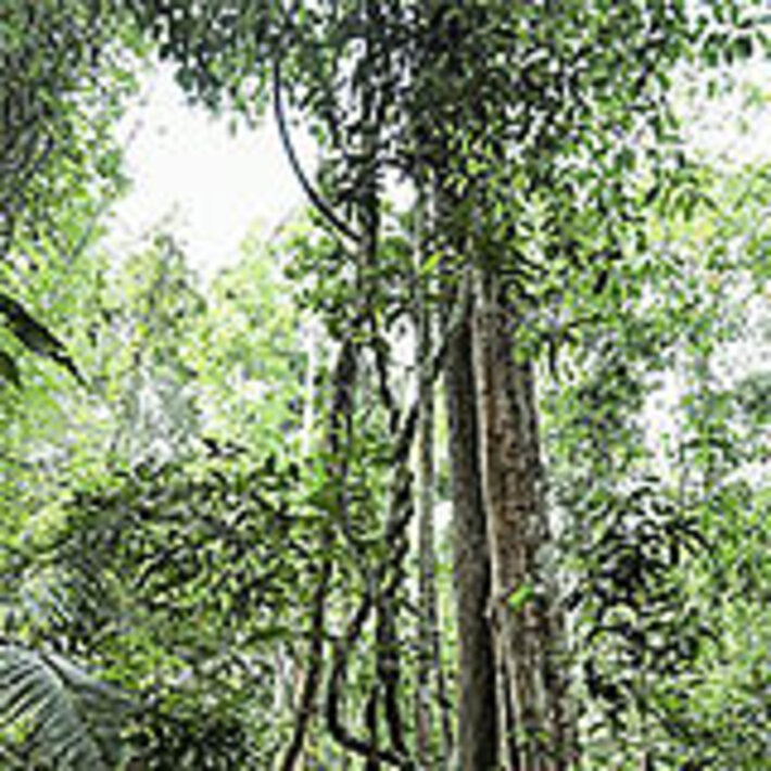 (öffnet Vergrößerung des Bildes)