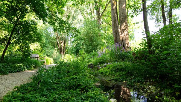 Auwald-Bereich im Botanischen Garten der Universität Regensburg