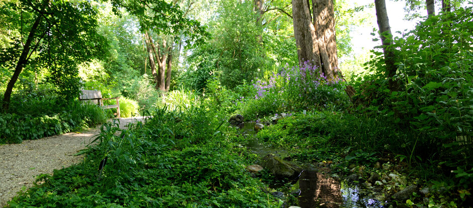 Auwald-Bereich im Botanischen Garten der Universität Regensburg