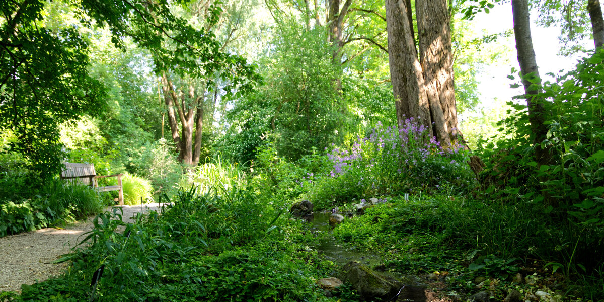Auwald-Bereich im Botanischen Garten der Universität Regensburg