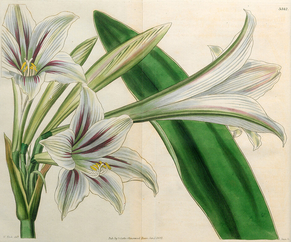 Hippeastrum ambiguum (öffnet Vergrößerung des Bildes)